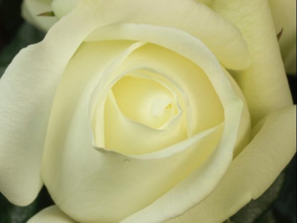 Leppävirran Kukka- ja Hautauspalvelu - Kausituotteet - Valkoinen ruusu
